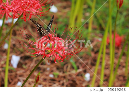 彼岸花にとまる アゲハチョウ 彼岸花にとまる アゲハチョウ 95019268