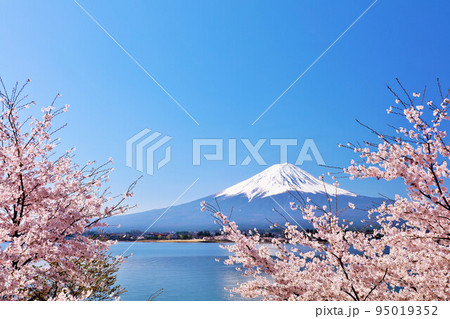 春の青空 富士山と桜 春の青空 富士山と桜 95019352