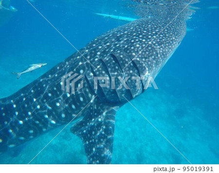 セブ島のジンベイザメと泳ぐツアー 95019391
