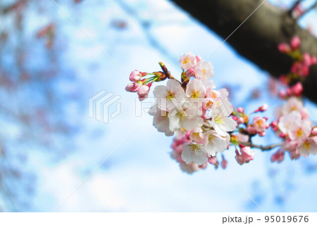 残堀川沿いの桜のアップの風景3 95019676