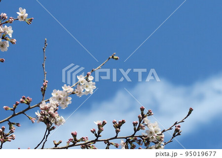 残堀川沿いの桜のアップの風景4 95019677