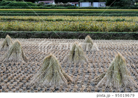 写真　秋の風物詩の刈田と稲の乾燥の情緒のある日本の風景　 95019679