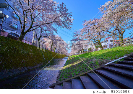 春の東京都多摩市落合1丁目 乞田川の上之根橋付近の河川敷から西側の桜並木を見る 95019698
