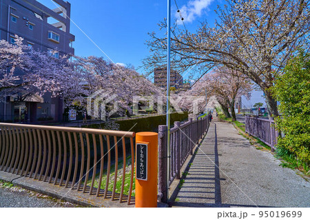 春の東京都多摩市落合1丁目の乞田川(下落合橋)沿いの道から西側の桜並木を見る 95019699