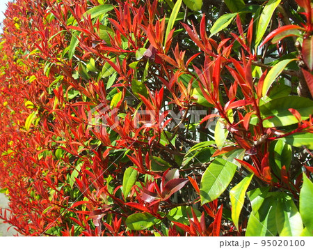 春の紅葉の生垣のレッドロビン 95020100