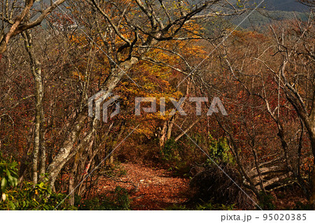 多紀連山の紅葉 多紀連山の紅葉 95020385