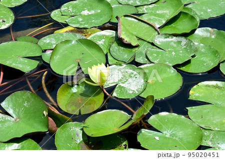 ジャリ穴に溜まった水の中でスイレンが咲いた 95020451