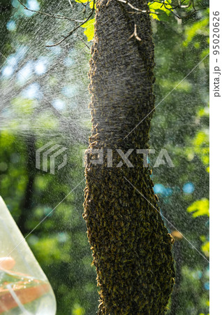 Spraying a swarm of bees with water, honey bees are wet. 95020626