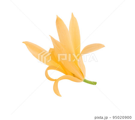 White Champaka flowers isolated on white background White Champaka flowers isolated on white background 95020900