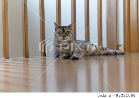 見つめる猫 サバトラ猫 見つめる猫 サバトラ猫 95021099