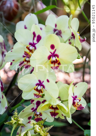 Orchid flower, Phalaenopsis Orchid flower, Phalaenopsis 95021145
