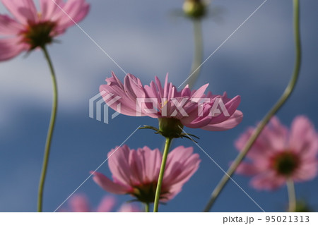 日本の秋の野原に咲くピンク色のコスモスの花が青空に映える様子 95021313