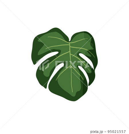 Tropical leaves. Botanical palm tropic leaf set. Vector foliage summer plant. Exotic jungle green design elements. Tropical leaves. Botanical palm tropic leaf set. Vector foliage summer plant. Exotic jungle green design elements. 95021557