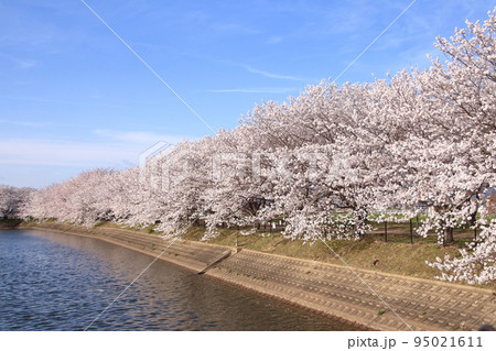 弥生時代の環濠集落遺跡「唐古・鍵遺跡」に咲く満開の桜並木 95021611