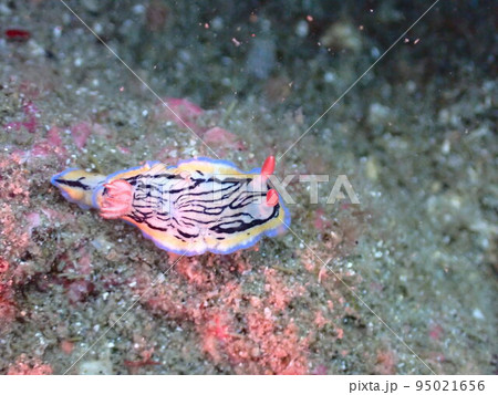 リュウモンイロウミウシ 95021656