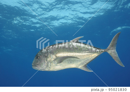 ロウニンアジ ロウニンアジ 95021830