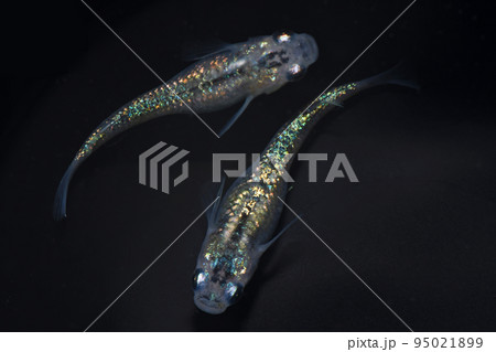 ラメメダカ（夜桜） 95021899