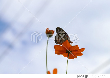 日本の秋の野原に咲くキバナコスモスの蜜を吸うツマグロヒョウモン蝶のメス 日本の秋の野原に咲くキバナコスモスの蜜を吸うツマグロヒョウモン蝶のメス 95022376