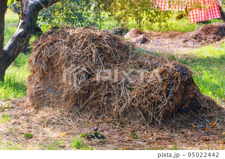 Collecting dry hay in the traditional way. Straw stack in village in summer. Rustic landscape in apple orchard. Collecting dry hay in the traditional way. Straw stack in village in summer. Rustic landscape in apple orchard. 95022442