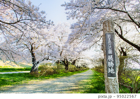 岩手県 北上展勝地 ~満開の桜並木~ 岩手県 北上展勝地 ~満開の桜並木~ 95022567