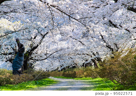 岩手県 北上展勝地 ~満開の桜並木~ 岩手県 北上展勝地 ~満開の桜並木~ 95022571