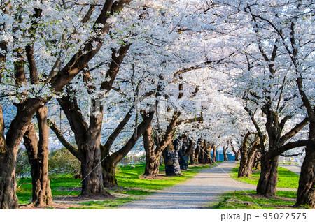 岩手県 北上展勝地　～満開の桜並木～ 95022575