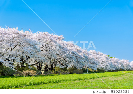岩手県 北上展勝地　～青空に映える満開の桜並木～ 95022585
