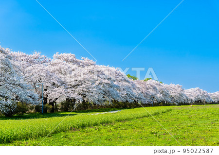 岩手県 北上展勝地　～青空に映える満開の桜並木～ 95022587