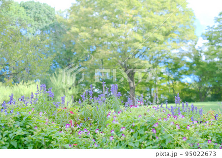 草花のある風景 久留米 石階文化センター 草花のある風景 久留米 石階文化センター 95022673