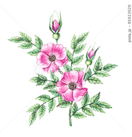 Watercolor branch with rosehip flowers on a white background Watercolor branch with rosehip flowers on a white background 95023020