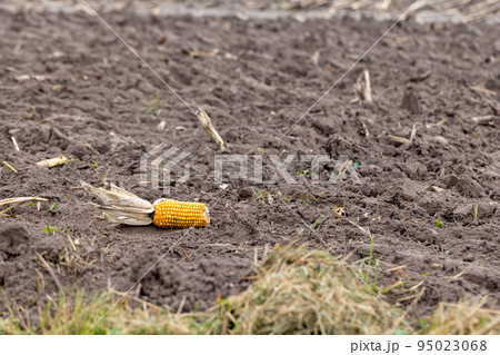 Single piece of corn left on a corn farm field after the harvest Single piece of corn left on a corn farm field after the harvest 95023068