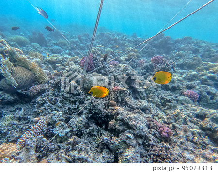 Bluecheek butterflyfish (Chaetodon semilarvatus) at the Red Sea coral reef.. 95023313