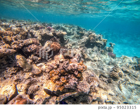 Underwater life of reef with corals and tropical fish. Coral Reef at the Red Sea, Egypt. 95023315