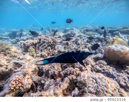 Birdmouth wrasse (Gomphosus Caeruleus) at coral reef.. 95023316