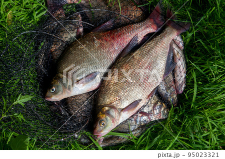 Two big freshwater common bream fish on natural background.. 95023321