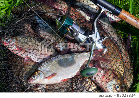 Single freshwater white bream or silver bream on keepnet with bronze breams or carp breams on green grass and fishing rod with reel on natural background.. 95023334