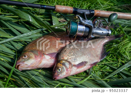 Two big freshwater common bream fish and fishing rod with reel on green reed.. Two big freshwater common bream fish and fishing rod with reel on green reed.. 95023337