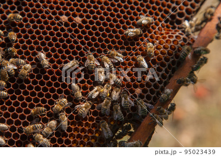 Working bees on the brown honeycomb with sweet honey.. 95023439