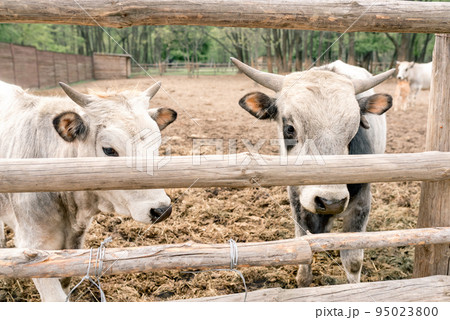 Two white cows with black spots behind wooden fence on farm outdoors. Agriculture and dairy industry. Two white cows with black spots behind wooden fence on farm outdoors. Agriculture and dairy industry. 95023800