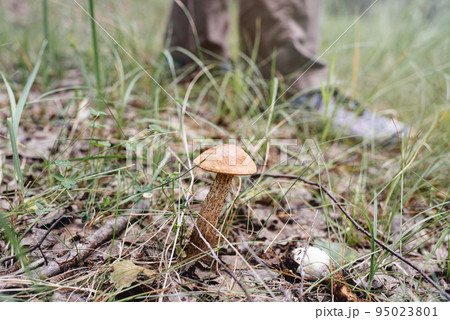 Edible mushroom grows among grass in forest. Man stands on blurred background. Clear day in a sunny forest. Autumn is season. Edible mushroom grows among grass in forest. Man stands on blurred background. Clear day in a sunny forest. Autumn is season. 95023801