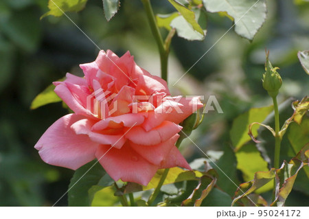 荒尾市 おもやい市民花壇 バラの花、 荒尾市 おもやい市民花壇 バラの花、 95024172