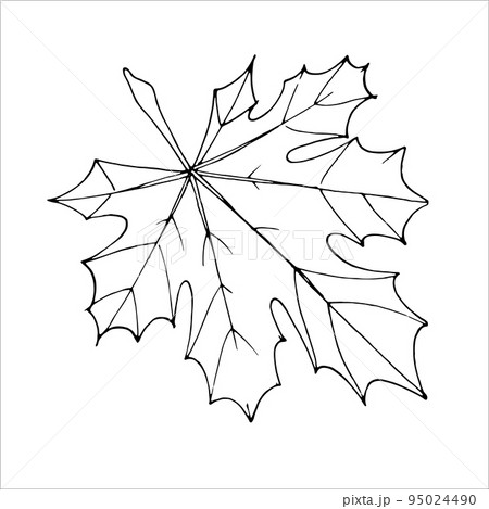 Outline maple leaf for the design of autumn products 95024490