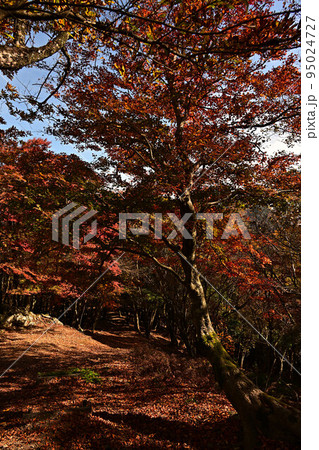 多紀連山の紅葉 95024727