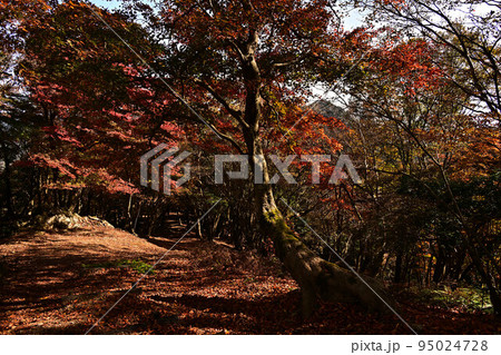 多紀連山の紅葉 95024728
