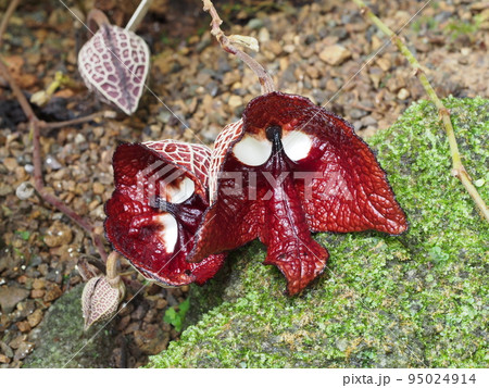 アリストロキア・サルバドレンシス Aristolochia salvadorensis アリストロキア・サルバドレンシス Aristolochia salvadorensis 95024914