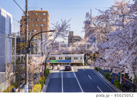 中野通りの桜と西武新宿線の車両 95025052