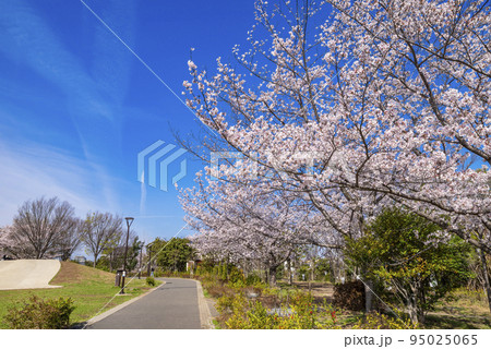 桜咲く平和の森公園の風景（東京都中野区） 95025065