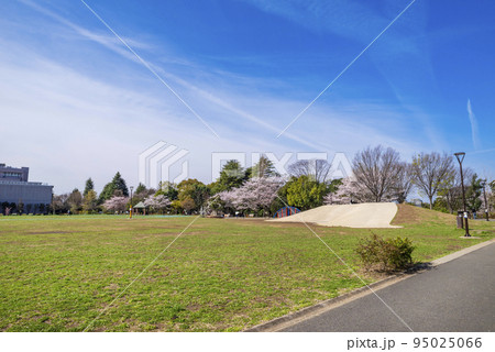 桜咲く平和の森公園の風景（東京都中野区） 95025066