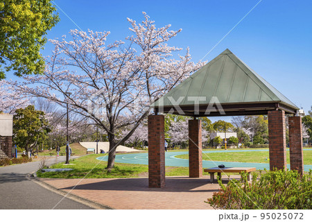 桜咲く平和の森公園の風景（東京都中野区） 95025072