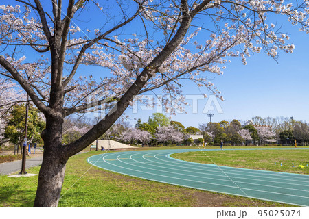 桜咲く平和の森公園の風景（東京都中野区） 95025074